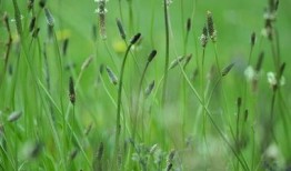 cao国产,历史、文化与现代发展的交融画卷