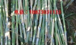 cao国产,历史、文化与现代发展的交融画卷